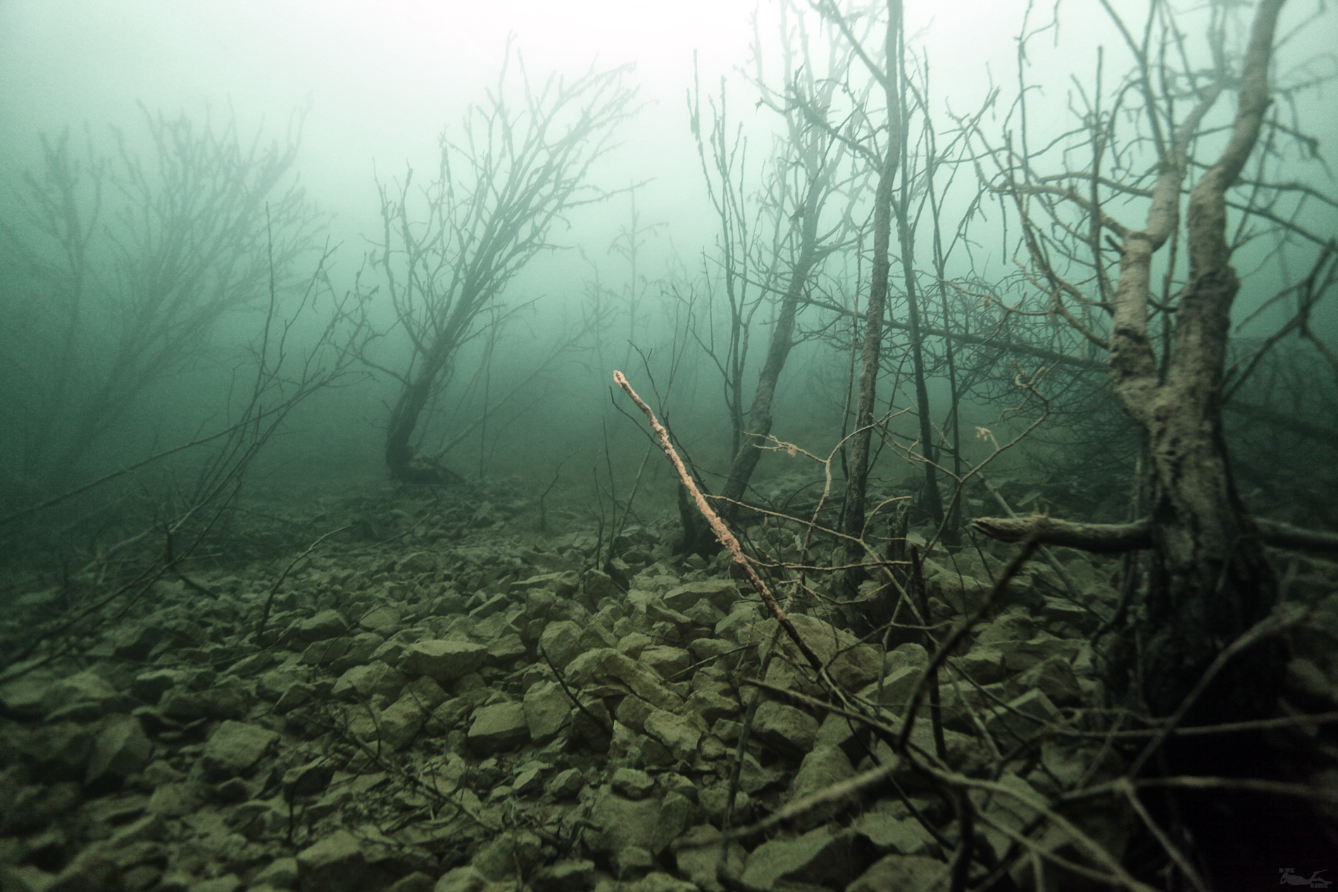 Подводный лес в Бокситогорске
